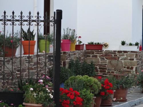 a bunch of plants in pots on a brick wall at Tzamaros Studios in Mérikhas