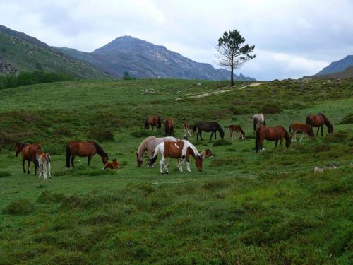 a herd of horses grazing in a grassy field at Casa do Charco Peneda Gerês in Parada
