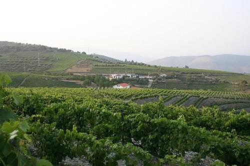 a vineyard in the hills with a farm in the background at Quinta da Padrela Winery House in Tabuaço