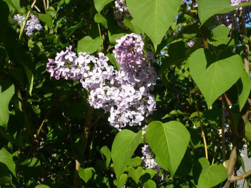 a bunch of purple flowers on a tree at Red Top Motor Inn in Iron Bridge