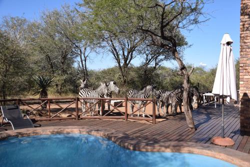 a group of zebras standing on a deck near a fence at Khumbula iAfrica 2 in Marloth Park