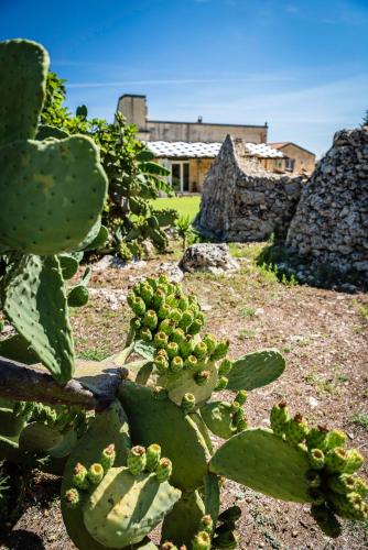 a green cactus with a building in the background at Masseria Petra in Martano