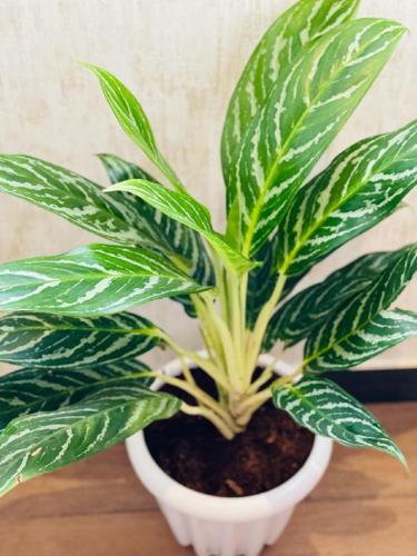 a green plant in a white pot on a table at Royal Ace Boutique Hotel in Bengaluru