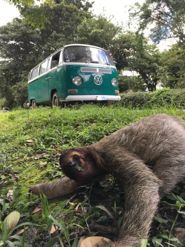 a sloth laying in the grass next to a van at Hostal La Casa de Juan in Valle de Anton