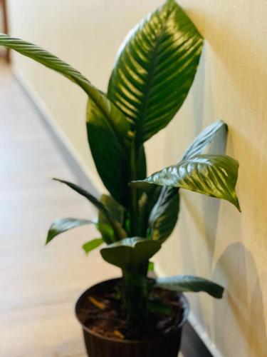 a green plant in a pot on a table at Royal Ace Boutique Hotel in Bengaluru