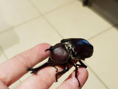 a person holding a beetle in their hand at Locasu in Datong