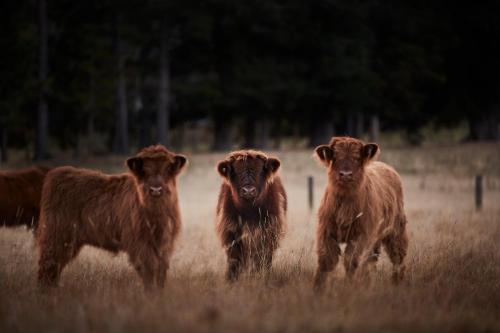 a group of brown cows standing in a field at Kaituna Valley Homestead in Little River