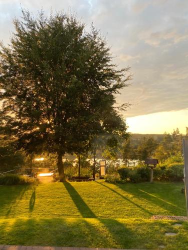 a tree in the middle of a grassy yard at Lesny Apartament in Ostrzyce