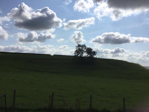 a tree on top of a green hill at Breeze Place in Nelson