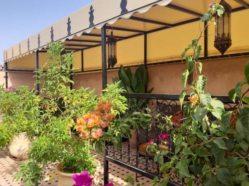 Garden sa labas ng Riad Miral