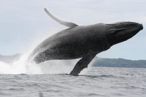 a dolphin jumping out of the water at Idylle Beach in Sainte Marie