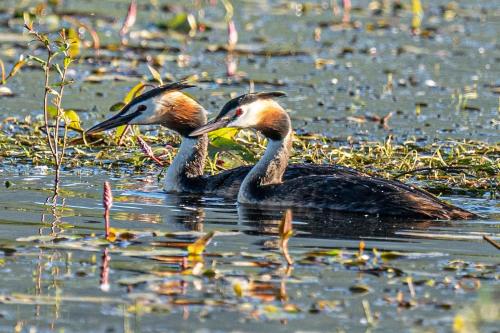 two birds swimming in a body of water at El Jardín de Alameda in Alameda del Valle