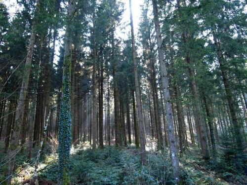 a forest of tall trees with the sun shining through them at Hôtel D’Artiste in Pierrefontaine-les-Varans