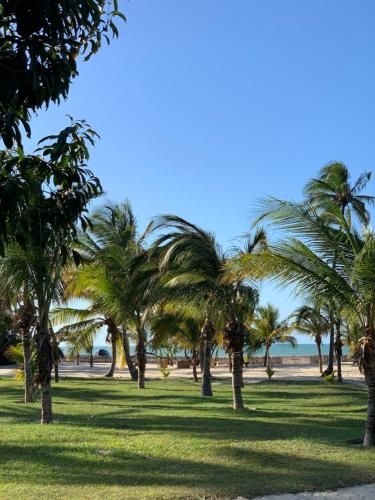 um grupo de palmeiras na praia em KANAHA BEACH VILLA em Icaraí