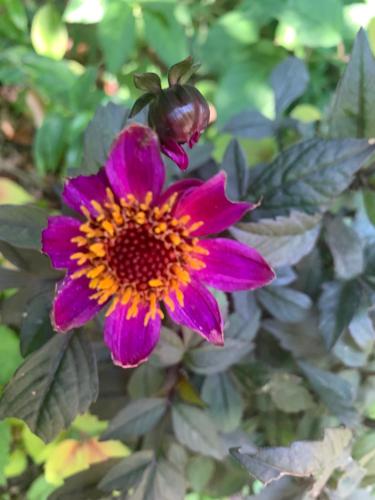 a bumblebee on a purple and orange flower at Casa Rural Pirineu Nevà in Nevà