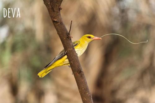 a yellow bird perched on a tree branch at Ramgarh Lodge, Jaipur – IHCL SeleQtions in Jaipur