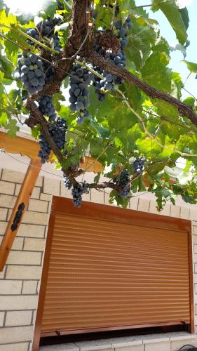 a bunch of grapes hanging from a tree next to a garage at Camping late in Gjirokastër