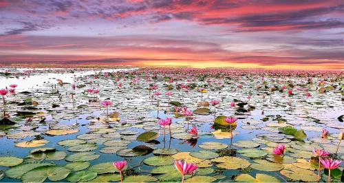 a field of water lilies with a sunset in the background at Bua Daeng Homestay Resort in Amphoe Kumphawapi