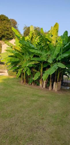 a row of banana trees in a park at chambre d'hôtes le moulin d'âne niort in Niort