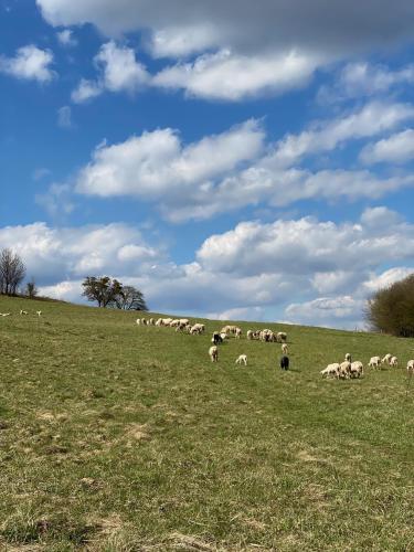a herd of sheep grazing in a grassy field at Anielska Chata in Istebna