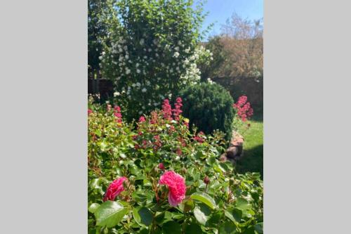 a garden with pink flowers and bushes at Le Clos d’Azel - Le gîte du cocher avec piscine in Flexbourg