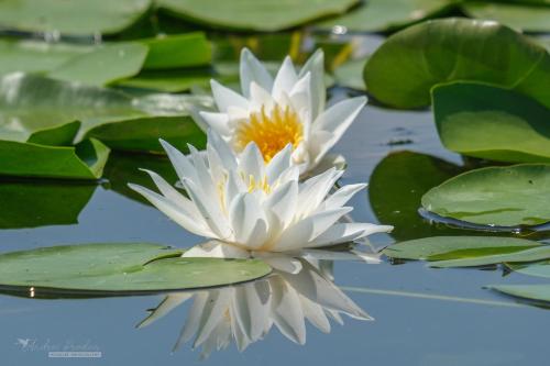 zwei weiße Seerosen in einem Teich mit Blättern in der Unterkunft Bunica Maria - Guesthouse for birders in Mahmudia