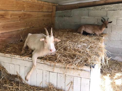 two goats are laying on hay in a barn at My little sweet home in Colombe