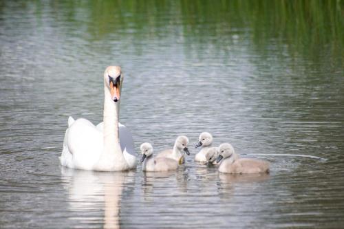 a swan and its babies are swimming in the water at Rockinghams Farm in Layer Marney