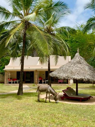 a horse grazing in the grass in front of a building at Eleven Pearl Boutique Hotel & Spa in Diani Beach
