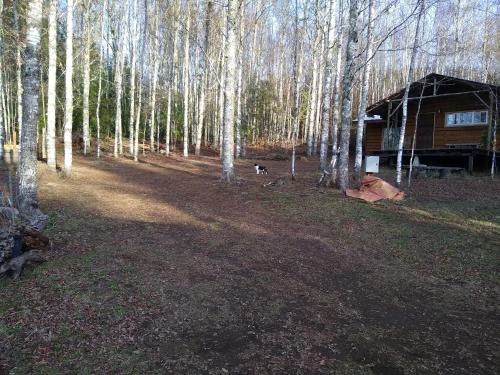 Fotografie z fotogalerie ubytování Cabaña entre Arboles v destinaci Villarrica