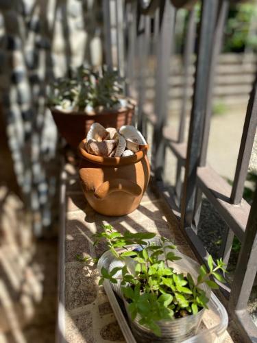 Jardin de l'établissement Guest House Shekvetili