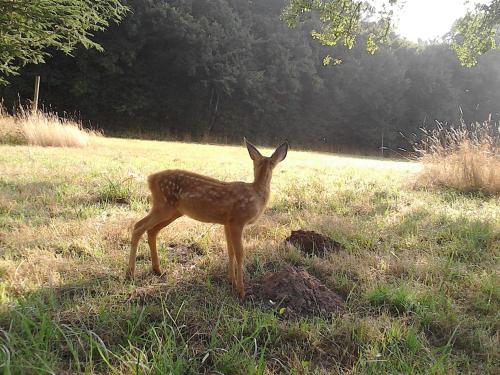 a baby deer standing in a field of grass at Le Rucher in Bois-Normand-près-Lyre