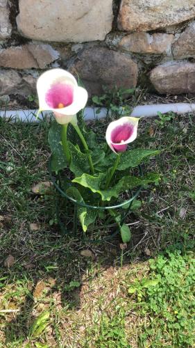 two pink flowers on a plant in the grass at Villa Palatina in Bolgues