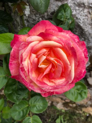 a close up of a pink rose at Villa Palatina in Bolgues
