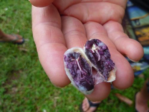 a person holding a piece of purple food in their hand at Villa F&B in Bocas del Toro