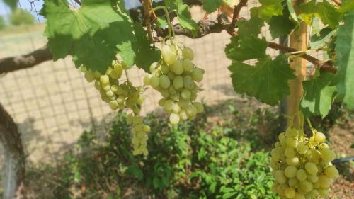 a bunch of green grapes hanging from a tree at Meteora countryside villa in Kalabaka
