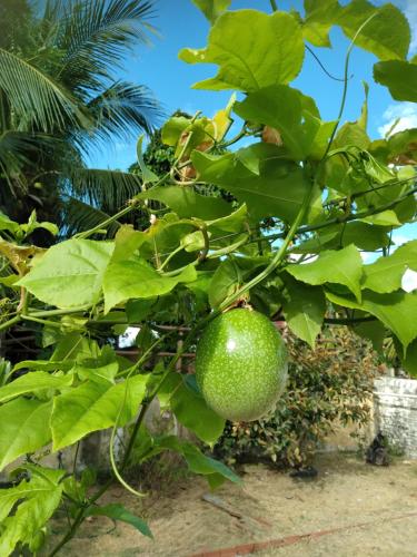 a green fruit on a tree with leaves at Rancho Colcha de Retalho in Caucaia
