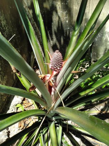 a plant with a pineapple in the middle at Rancho Colcha de Retalho in Caucaia