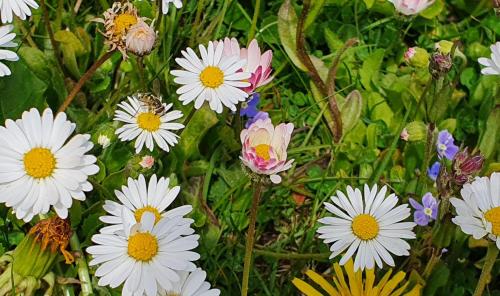 a bunch of white flowers in a field at Schmiedhof in Seefeld in Tirol