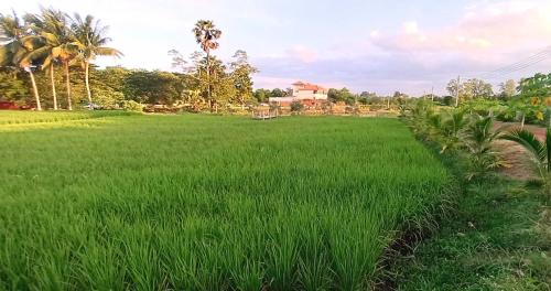 a field of green grass with a house in the background at Bua Daeng Homestay Resort in Amphoe Kumphawapi