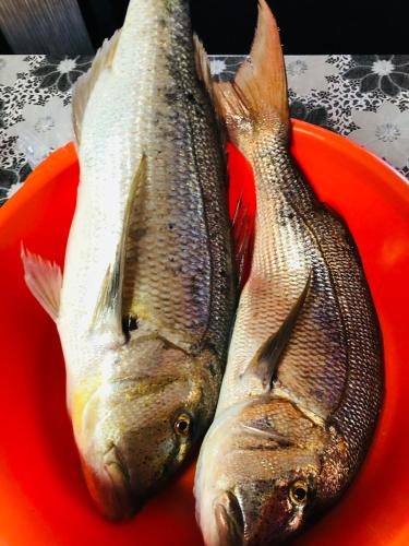 two fish sitting on a red plate at Coralli Rooms & Restaurant in Elafonisos