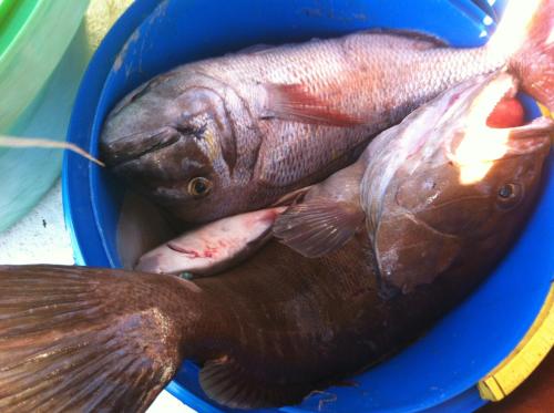 two fish are sitting in a blue bowl at Coralli Rooms & Restaurant in Elafonisos