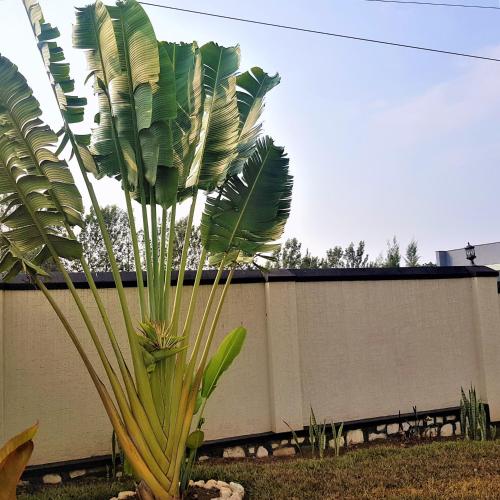  Maison de Passage - Isaro Passage House - Vacation Rental In Kigali -  Chambre  photo :   Tea/Coffee maker    Shower    Bath                           