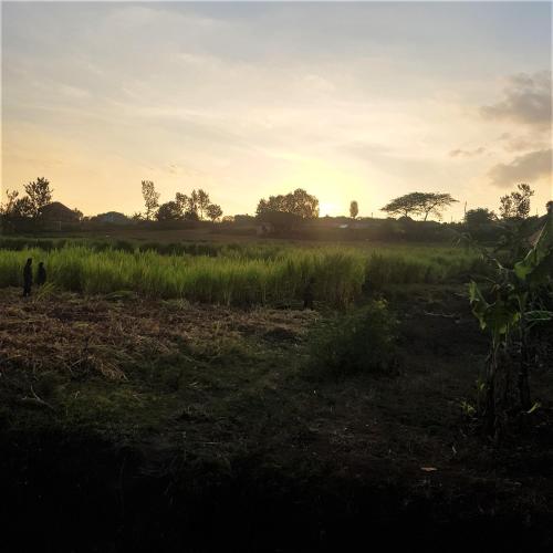 a field with a person standing in the grass at Isaro House Kigali in Kigali