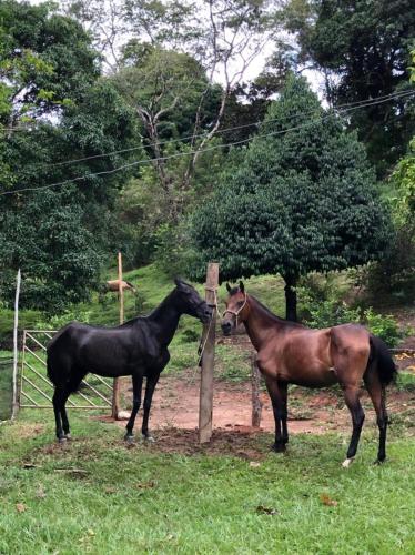 two horses standing next to a pole in a field at Eco-Glamping Shalom in Mariquita