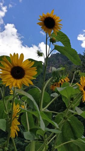 a group of yellow sunflowers in a field at Flipsyde Retreat in Kasol