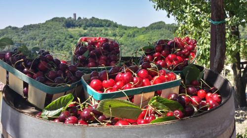 tres cestas de cerezas y otras frutas y hortalizas en Valentina Guest House at Pintar Wine Estate, en Kojsko