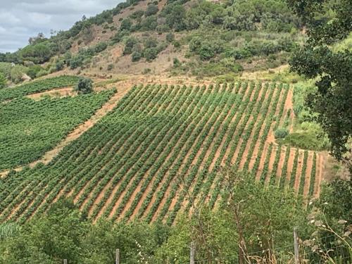 a field of green crops on a hill at Quinta Ribeira do Labrador - Lisbon West Wine Route in Alenquer