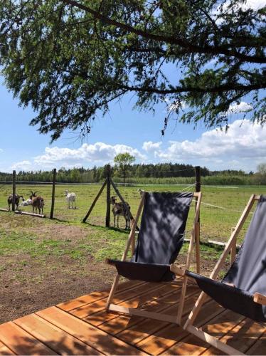 two chairs on a deck with animals in the field at Zamieszkaj na wsi blisko Warszawy in Borucza