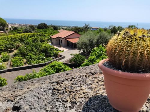 a cactus in a pot sitting on top of a rock at Profumo di Zagara Acireale in Acireale